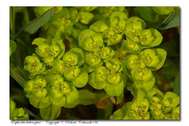 Fiori di primavera